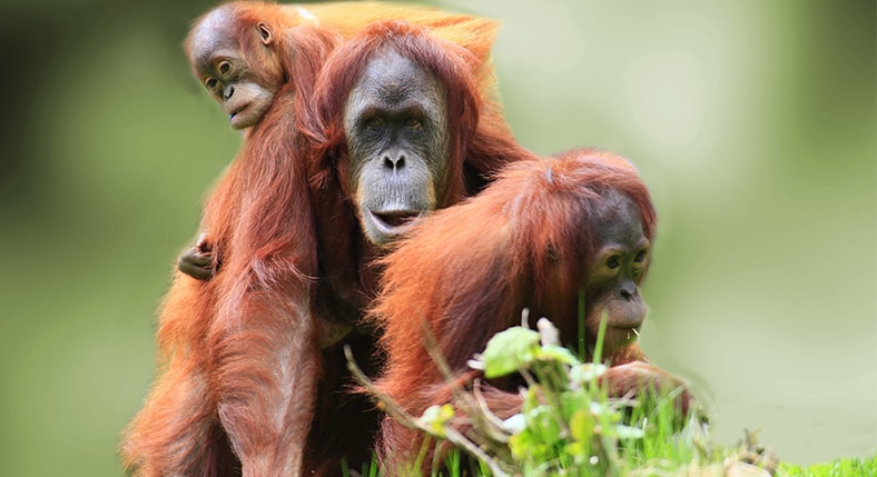National Zoo of Malaysia